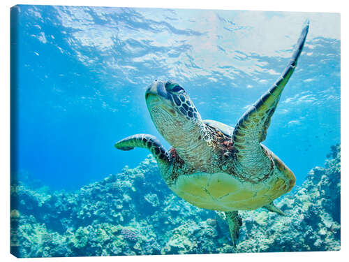 Tableau sur toile Tortue verte au large d'Hawaii