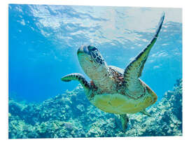 PVC-tavla Green sea turtle off Hawaii