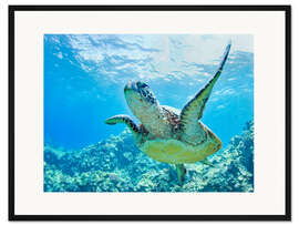 Gerahmter Kunstdruck Grüne Meeresschildkröte vor Hawaii