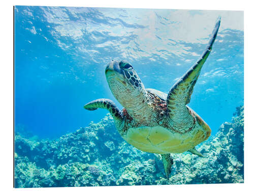 Galleritryck Green sea turtle off Hawaii