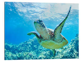 Gallery print Green sea turtle off Hawaii