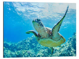 Magnettafel Grüne Meeresschildkröte vor Hawaii