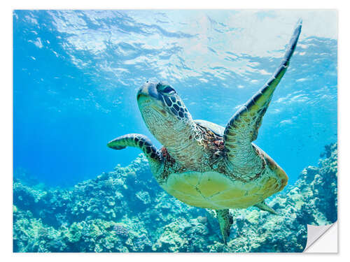 Vinilo para la pared Tortuga verde de Hawai