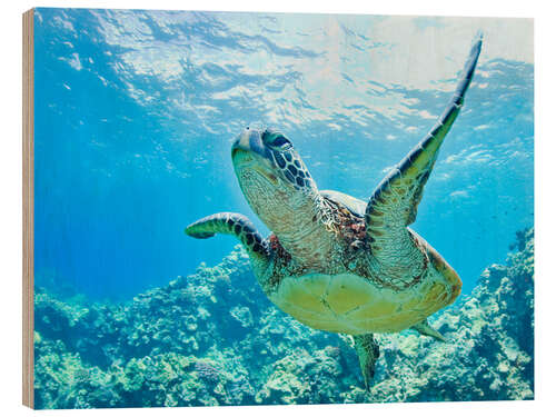 Cuadro de madera Tortuga verde de Hawai