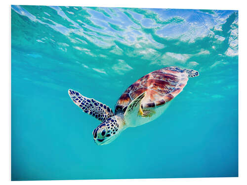 Tableau en PVC Tortue marine verte