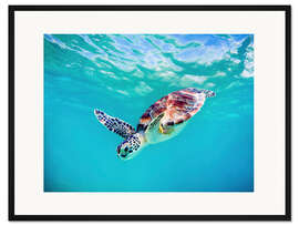 Gerahmter Kunstdruck Grüne Meeresschildkröte