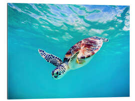 Galleriprint Green Turtle