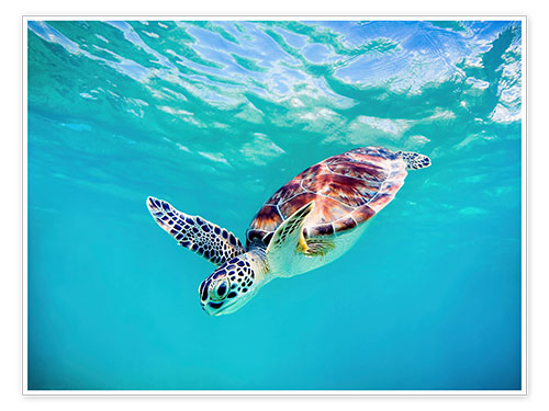 Poster Grüne Meeresschildkröte
