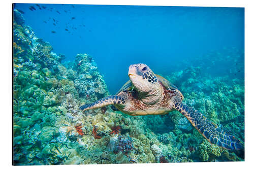 Aluminium print Green Sea Turtle II