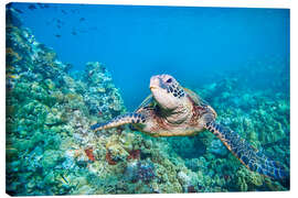 Canvas-taulu Green Sea Turtle II