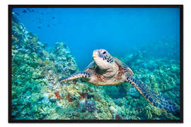 Gerahmter Kunstdruck Grüne Meeresschildkröte II