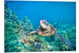 Galleriprint Green Sea Turtle II