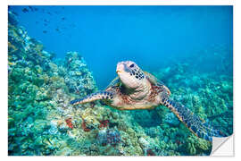 Selvklebende plakat Green Sea Turtle II