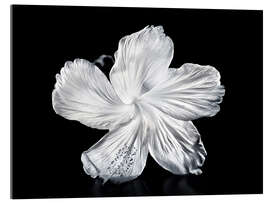 Obraz na szkle akrylowym White Hibiscus