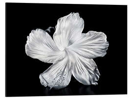 Stampa su alluminio White Hibiscus