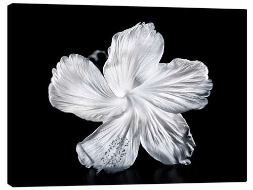 Canvas print White Hibiscus