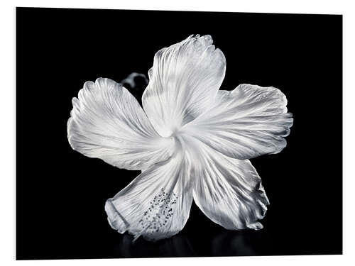 PVC print White Hibiscus