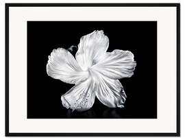 Gerahmter Kunstdruck Weißer Hibiskus