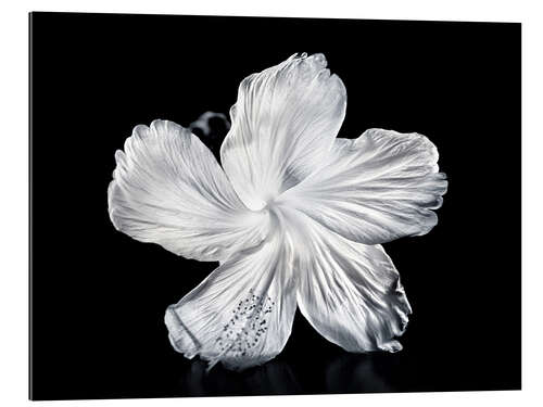 Gallery print White Hibiscus