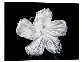 Galleriprint White Hibiscus