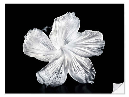 Wall sticker White Hibiscus