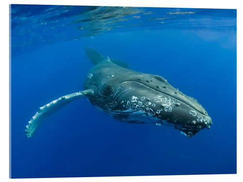 Akrylglastavla Humpback Whale