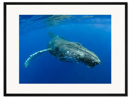 Gerahmter Kunstdruck Buckelwal 