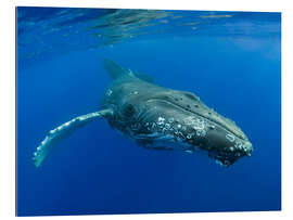 Galleriprint Humpback Whale