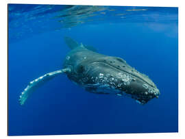 Magnettafel Buckelwal 