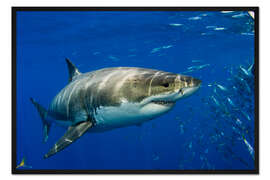 Gerahmter Kunstdruck Weißer Hai 