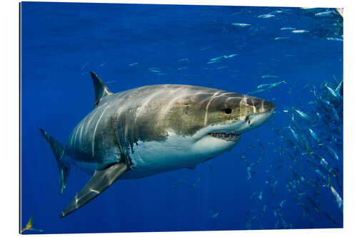 Gallery print White shark