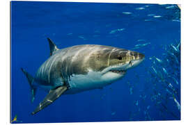 Galleriataulu White shark