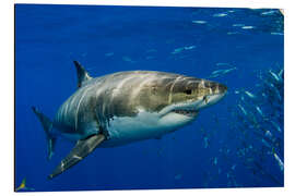 Magnettafel Weißer Hai 