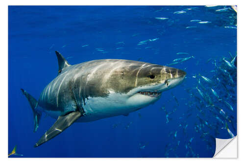 Naklejka na ścianę White shark