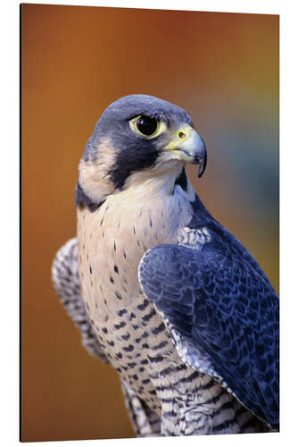 Aluminium print Peregrine Falcon