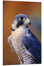 Aluminiumsbilde Peregrine Falcon