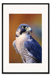 Gerahmter Kunstdruck Wanderfalke