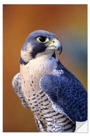 Selvklebende plakat Peregrine Falcon