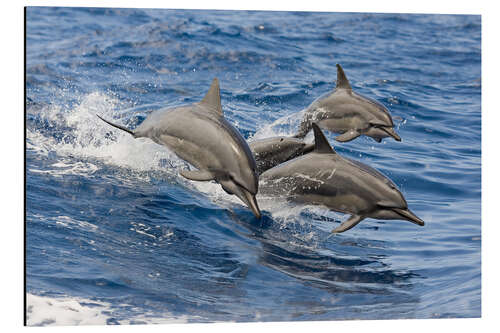 Aluminium print Dolphins jump in