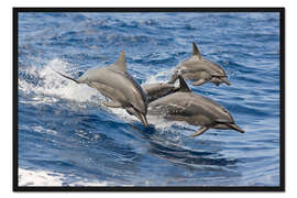 Gerahmter Kunstdruck Delphine im Sprung
