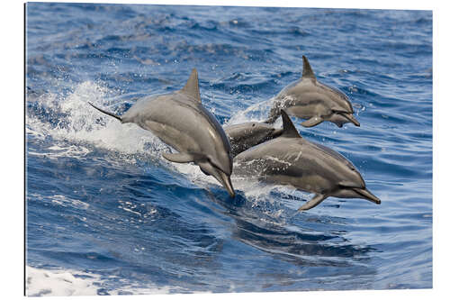 Gallery print Dolphins jump in