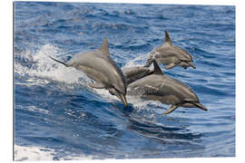 Galleriataulu Dolphins jump in