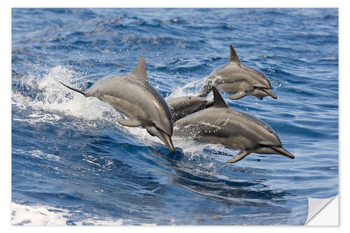 Vinilo para la pared Delfines en el salto