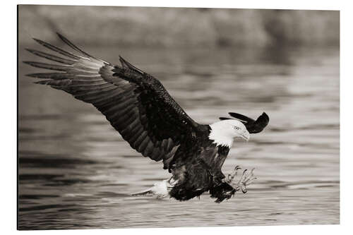 Aluminiumsbilde Bald Eagle Hunting