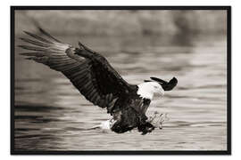 Gerahmter Kunstdruck Weißkopfseeadler bei der Jagd