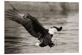 Foam board print Bald Eagle Hunting