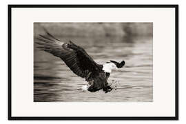 Framed art print Bald Eagle Hunting
