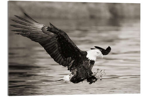 Gallery Print Weißkopfseeadler bei der Jagd