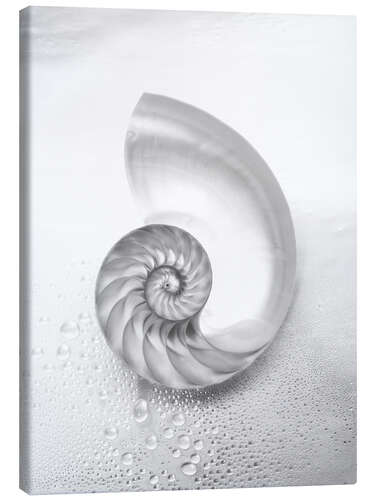 Canvas print Nautilus shell