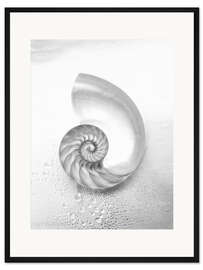 Gerahmter Kunstdruck Nautilusschnecke